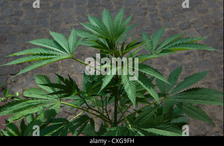 Pianta di cannabis in un cortile, Berlino Foto Stock