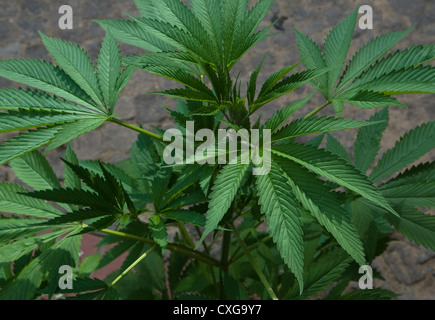 Pianta di cannabis in un cortile, Berlino Foto Stock