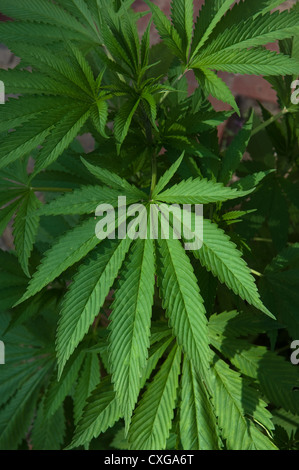 Pianta di cannabis in un cortile, Berlino Foto Stock