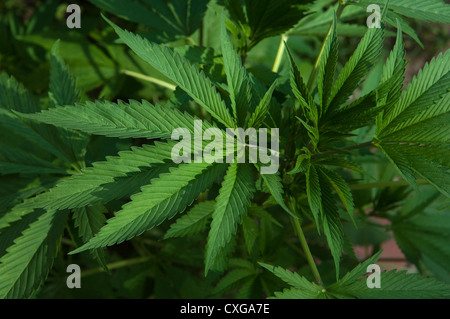 Pianta di cannabis in un cortile, Berlino Foto Stock