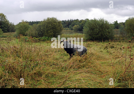 Riserva naturale di Warnham vicino a Horsham - pascolo delle pecore delle Ebridi nel prato Regno Unito Foto Stock