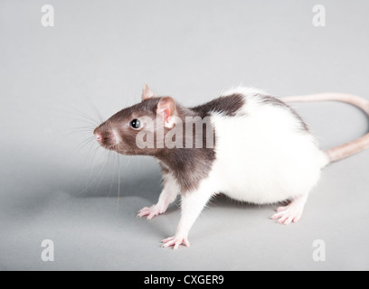 ratto del laboratorio Foto Stock