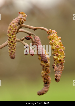 Comune, ontano Alnus glutinosa Foto Stock