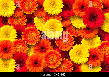 Rosso, arancione e giallo daisy sfondo floreale. Foto Stock