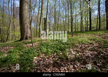 Il legno di anemoni, Anemone nemorosa ,, foresta di faggio, Feldberg, Feldberger Seenlandschaft, Mecklenburgische Seenplatte, Germania Foto Stock