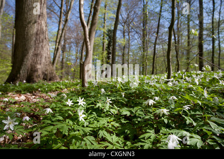 Il legno di anemoni, Anemone nemorosa ,, foresta di faggio, Feldberg, Feldberger Seenlandschaft, Mecklenburgische Seenplatte, Germania Foto Stock