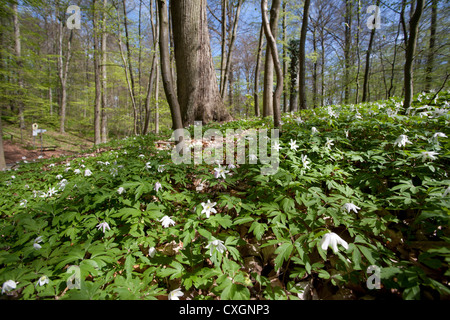 Il legno di anemoni, Anemone nemorosa ,, foresta di faggio, Feldberg, Feldberger Seenlandschaft, Mecklenburgische Seenplatte, Germania Foto Stock