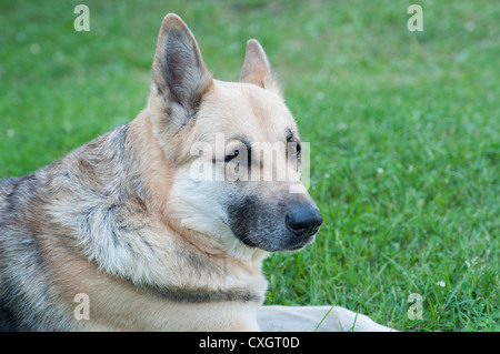 Pastore tedesco Foto Stock