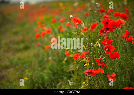 Papaveri e altri fiori selvatici al vento in un campo del South Downs a fine estate in West Sussex England Regno Unito Foto Stock