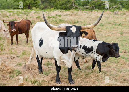 Texas Longhorn bovini, Bos bos, compreso un vitello. Foto Stock