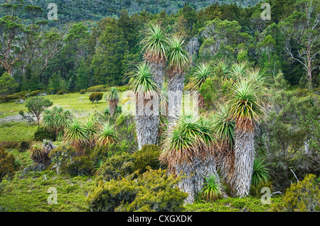 Pandani Grove nelle montagne della Tasmania. Foto Stock