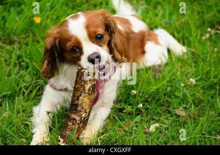 Un Cavalier King Charles Spaniel masticare su un bastone Foto Stock