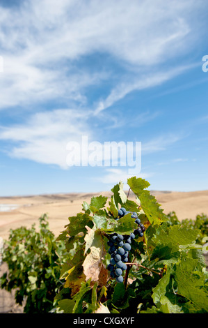 Öküzgözü (Ochsenauge) uve alla vigna di Ankara del vino turco produttore Kavaklidere Foto Stock