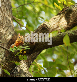 Lo scoiattolo salta nella foresta di autunno Foto Stock