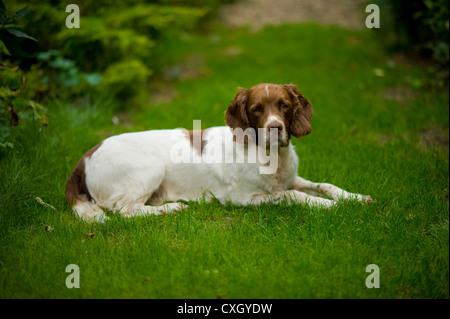 Un tan (marrone) e bianco English Springer Spaniel cane Foto Stock