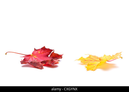 In autunno le foglie su sfondo bianco Foto Stock