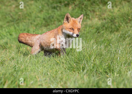 Femmina Red Fox in esecuzione attraverso un campo, Devon, Inghilterra Foto Stock