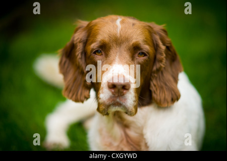 Un tan (marrone) e bianco English Springer Spaniel cane Foto Stock