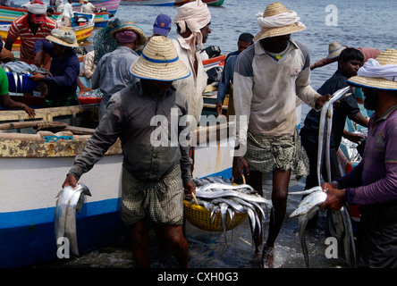 I pescatori su Thangassery porto di pescatori che trasportano cesti di pesce dalle barche da pesca a Kerala India Foto Stock