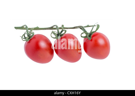 Mini o un cocktail di pomodori a forma di uovo sulla vite Foto Stock