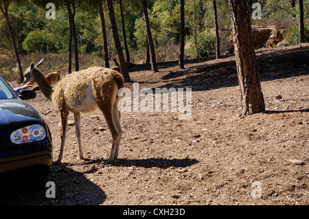 I turisti su safari alimentazione dalla vettura, Lama Guanaco (guanicoe) in piedi sul suolo, a La Reserva Sevilla, il parco safari Foto Stock