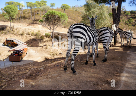 Zebre (Equus quagga BOEHMI) in piedi sul suolo presso il parco zoo, turisti in safari zebre di alimentazione dalla macchina. Foto Stock