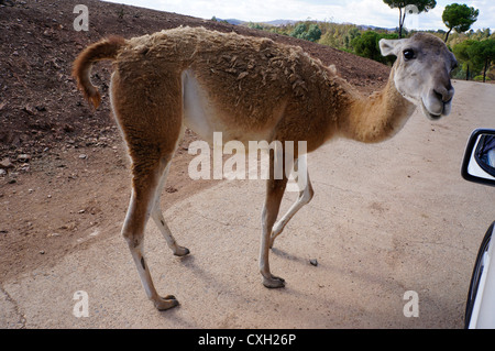 I turisti su safari alimentazione dalla vettura, Lama Guanaco (guanicoe) in piedi sul suolo, a La Reserva Sevilla, il parco safari Foto Stock