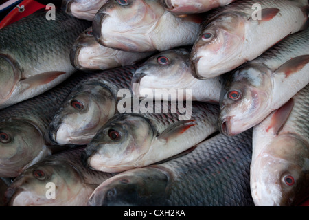 Il pesce in vendita presso il locale mercato all'aperto di Yangon, Birmania Myanmar Foto Stock