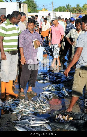 Il governo dello Sri Lanka per i pescatori e gli acquirenti di pesce al Back Bay beach mercato umido di Trincomalee, Sri Lanka. Foto Stock