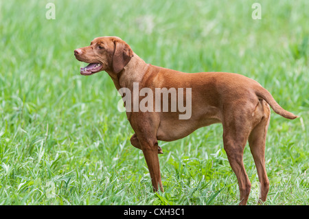 Un felice cercando Vizsla cane (ungherese puntatore) sorge nel verde di un campo. Foto Stock