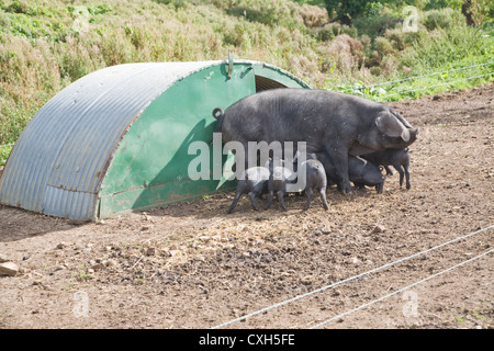 Suffolk grande nero grande seminare lo svezzamento dei lattonzoli Foto Stock