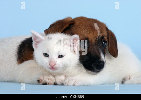 gatto e cane Foto Stock