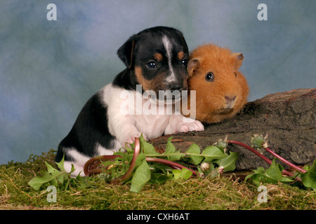 Dog & cavia Foto Stock