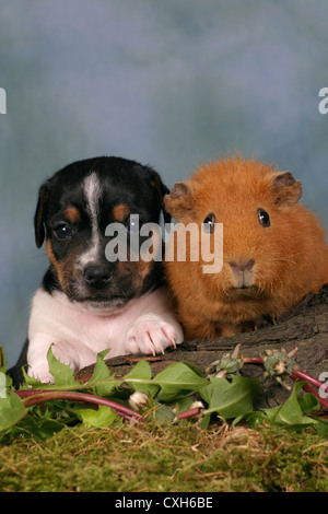 Dog & cavia Foto Stock