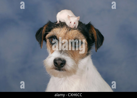 cane & mouse Foto Stock