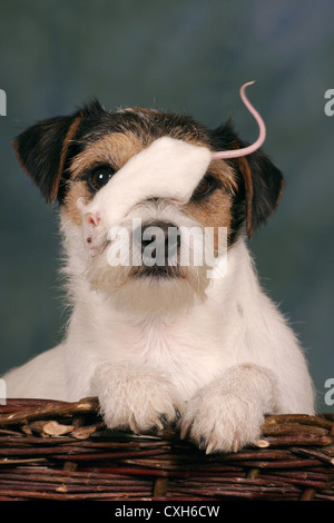 cane & mouse Foto Stock