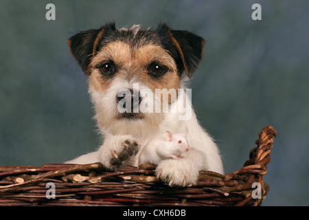 cane & mouse Foto Stock