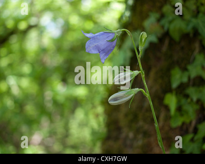 Uno stelo di blu (columbine Aquilegia kitaibelii) Foto Stock