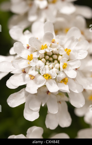 Wild candytuft con bianchi profumati fiori fiorisce su un profondo verde fogliame sempreverde Foto Stock