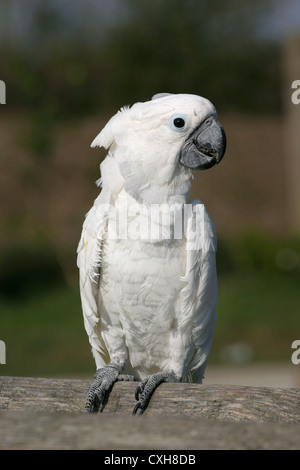 Cacatua Foto Stock