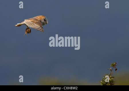 Ritratto di un barbagianni in volo portando in preda (depositata vole) Foto Stock