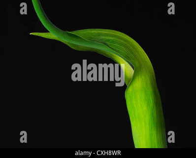 Arisaema tortuosum, Arum tortuosum nome comune Whipcord Cobra Lily, Jack sul pulpito 2 Foto Stock