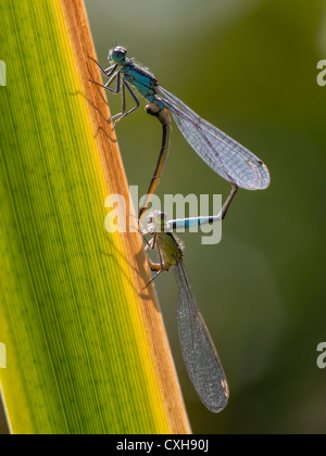 Un ritratto di una coppia accoppiata (accoppiamento) di Blu damselflies codato (Ischnura elegans) Foto Stock