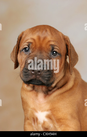 Ridgeback rhodesiano cucciolo Foto Stock