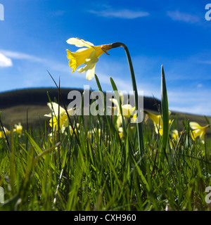 Daffodils (Narcissus pseudonarcissus) in un prato, Cezallier, Puy de Dome, Auvergne, Francia Foto Stock