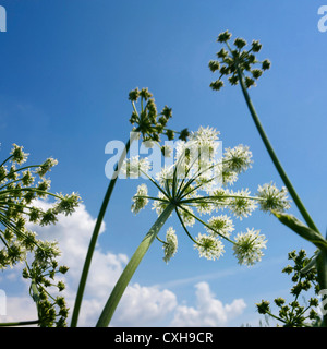 Umbels, silhouettes astratte. Ombrella Angelica (Angelica archangelica). La Francia. Foto Stock