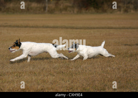 Esecuzione di Parson Parsons Russell Foto Stock