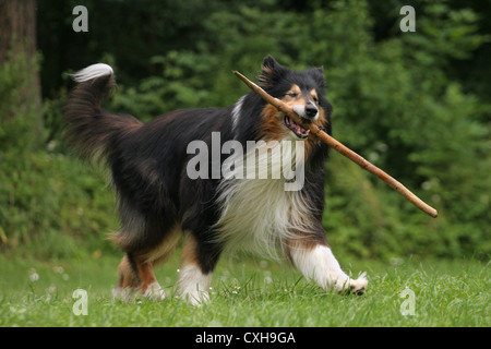 riproduzione di Collie Foto Stock