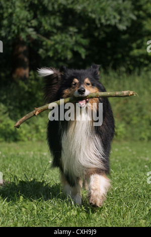 riproduzione di Collie Foto Stock