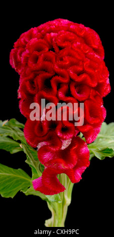 Celosia argentea var. cristata. Nome comune cresta di gallo 3 Foto Stock